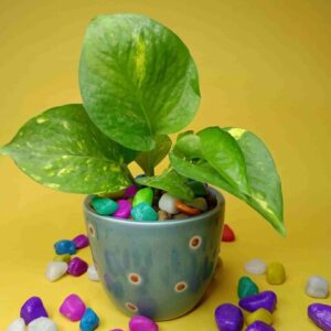 Indiankumhar Small Size Ceramic Pot Planter for Desk