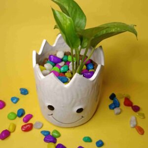 Indiankumhar White Groot ceramic Planter